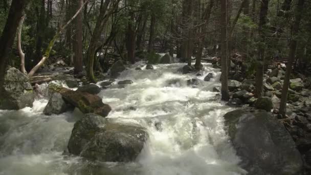 Ποταμός Στο Δάσος — Αρχείο Βίντεο