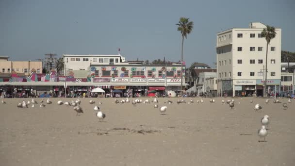 Edifícios Uma Praia Com Gaivotas — Vídeo de Stock