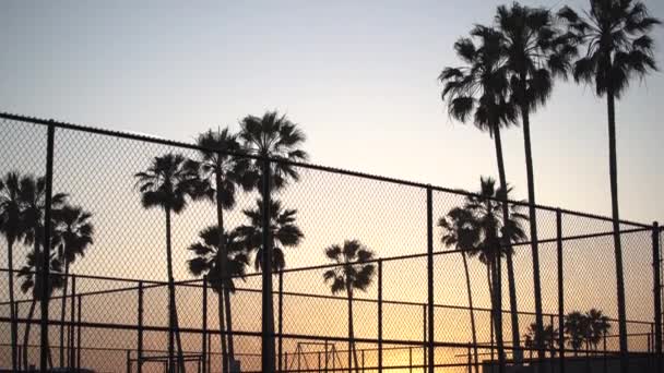 Γείρετε Προς Κάτω Φοίνικες Και Γήπεδα Αθλητισμού Κατά Ηλιοβασίλεμα — Αρχείο Βίντεο