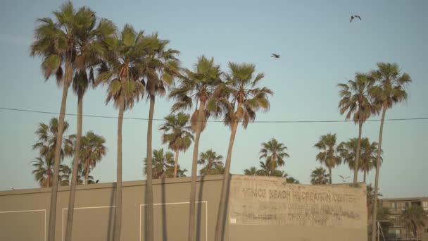 Пальмы Рядом Венецианским Пляжным Центром Отдыха — стоковое видео