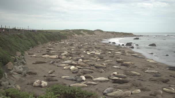 Focas Largo Del Agua Del Océano — Vídeo de stock