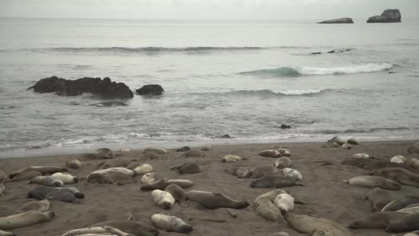 Тюлені Пляжі — стокове відео