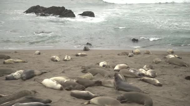 Sellos Playa — Vídeo de stock