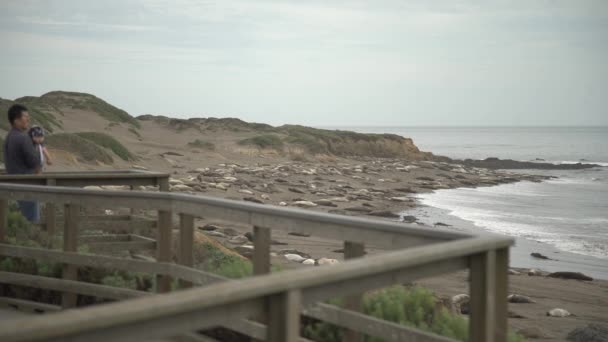 Focas Turistas Playa — Vídeos de Stock