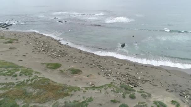 모래가 해변에서 공중에서 바다표범을 — 비디오