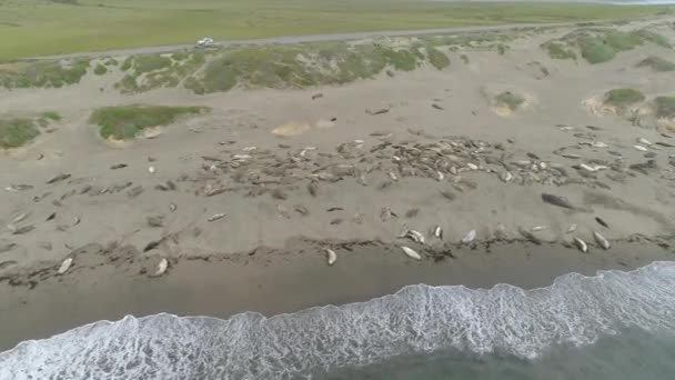 공중에서 바다표범을 — 비디오