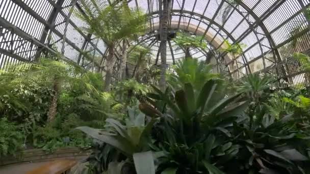 Botanik Binasının Içinde Yeşil Bitkiler Var — Stok video