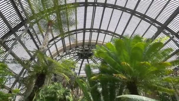 Trees Botanical Building — Stock Video