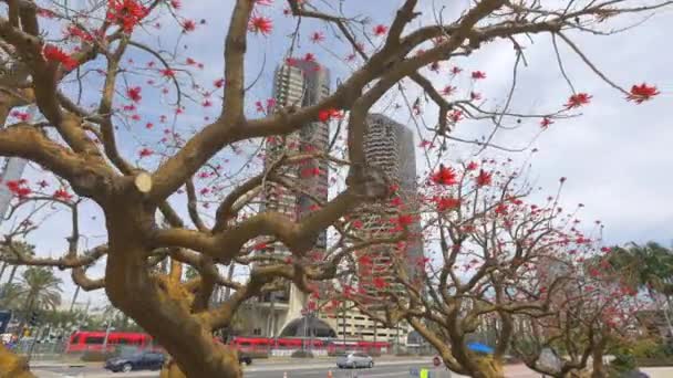 Bäume Mit Roten Blüten — Stockvideo