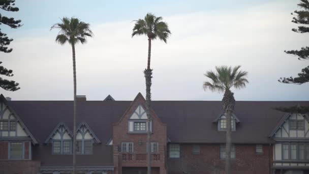 Palm Trees Front Brick Building — Stock Video