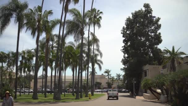 Palmbomen Balboa Park — Stockvideo