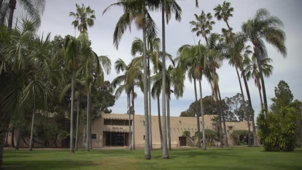 棕榈树和一堵墙 — 图库视频影像