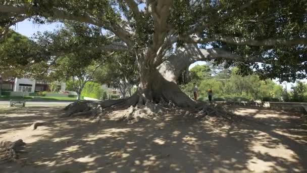 People Walking Beverly Hills Tree — Stock Video