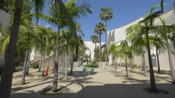 Pálmafák Beverly Hills Civic Center Közelében — Stock videók