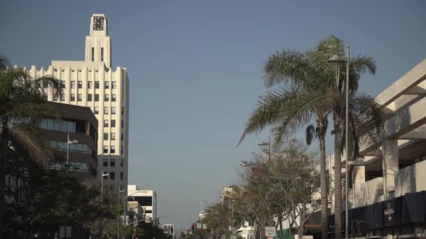 Palm Trees Buildings — Stock Video