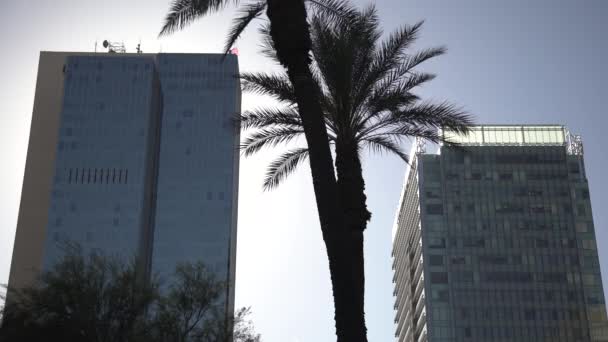 摩天大楼和棕榈树 — 图库视频影像