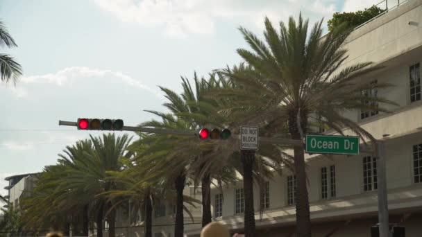 Palmiye Ağaçları Trafik Işığı — Stok video