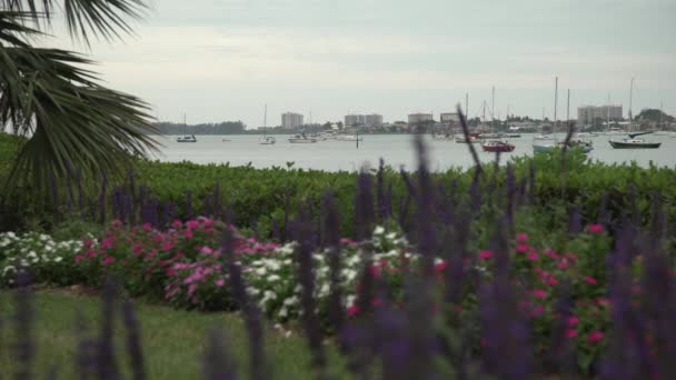 从花园里看到的海湾 — 图库视频影像