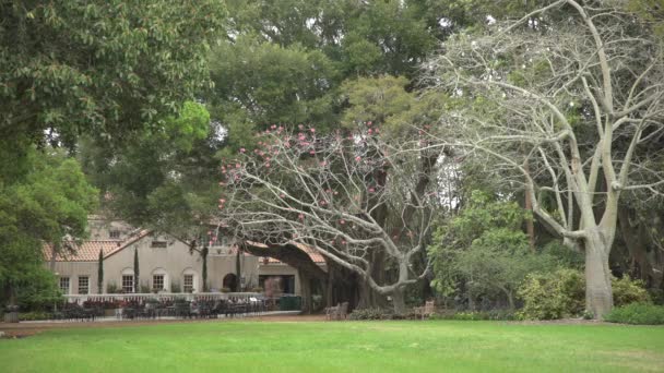 Bomen Een Park — Stockvideo