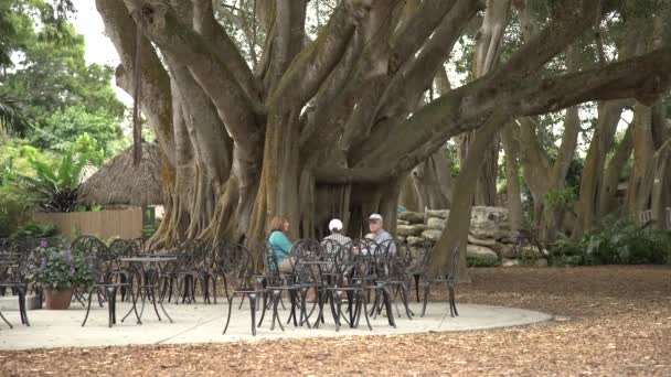 Relaxando Perto Árvore Banyan Sarasota — Vídeo de Stock