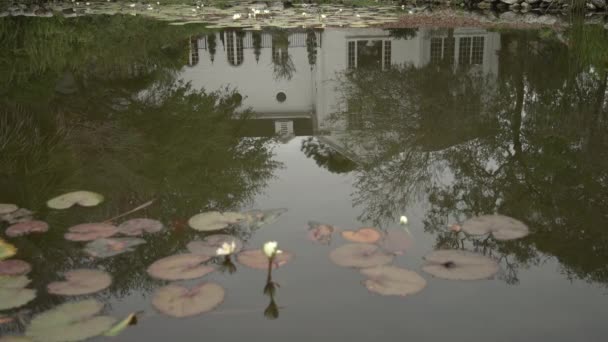 Lirios Agua Lago — Vídeos de Stock