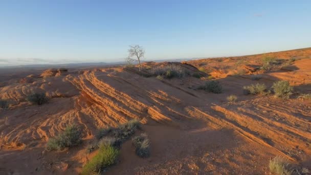 Dry Tree Red Rocks — Stock Video