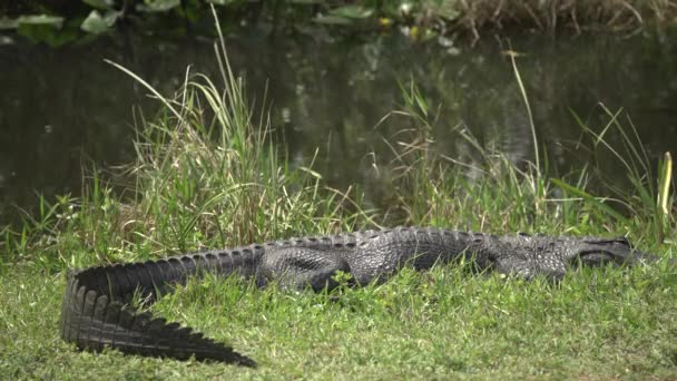 Krokodil Schläft Auf Der Seeseite — Stockvideo