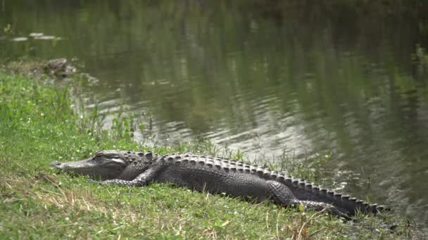 Crocodile Bord Lac — Video