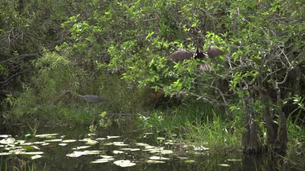 Anhinga Oiseaux Près Lac — Video