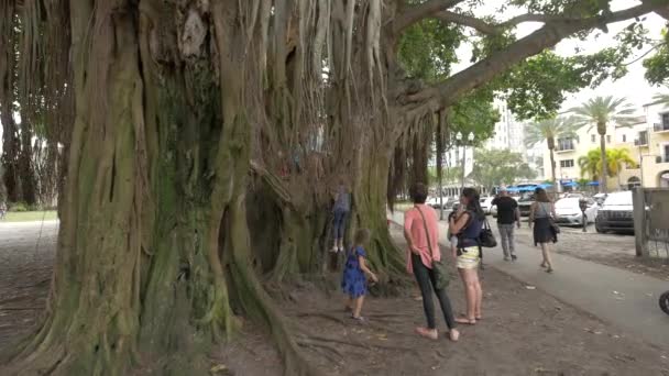 Παιδιά Στο Banyan Tree Στην Αγία Πετρούπολη Φλόριντα — Αρχείο Βίντεο