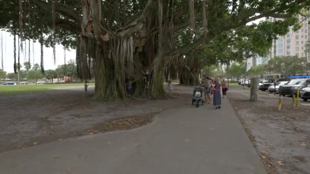 Turistas Banyan Tree São Petersburgo Flórida — Vídeo de Stock