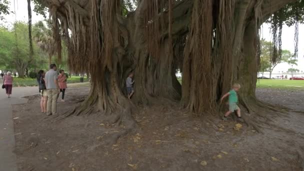 Παιδιά Στο Banyan Tree Στην Αγία Πετρούπολη Φλόριντα — Αρχείο Βίντεο