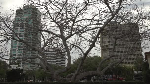 在树枝后面看到的建筑物 — 图库视频影像