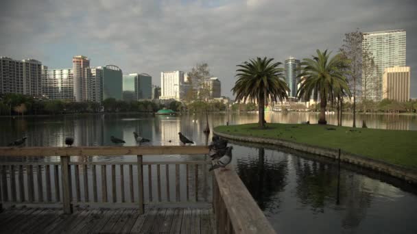 Birds Wooden Railing Park — Stock Video