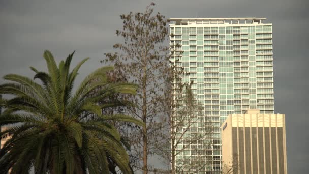 Árboles Edificios Vista Desde Parque — Vídeos de Stock