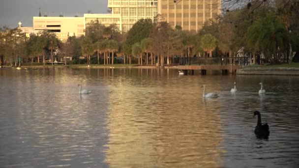 鹅在湖中漂浮 — 图库视频影像
