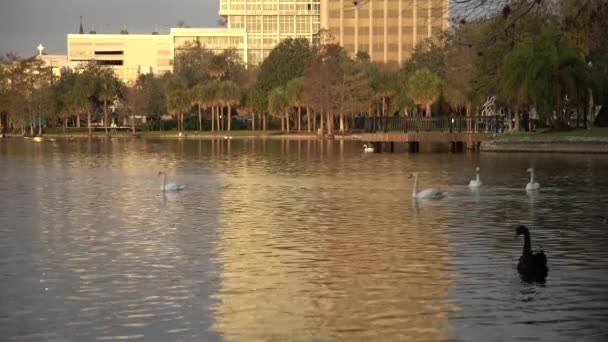 Gansos Flutuando Lago — Vídeo de Stock