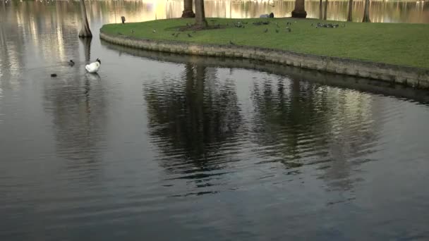 Łabędź Kaczki Pielęgnujące Jeziorze — Wideo stockowe