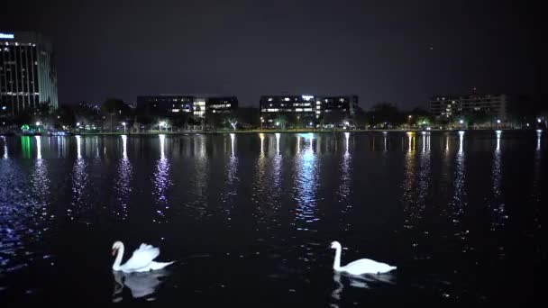 Łabędzie Pływające Nocą Jeziorze — Wideo stockowe