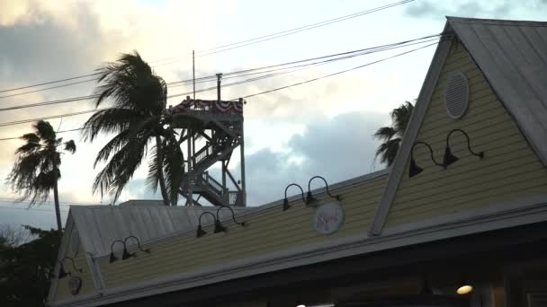 Palmiers Dans Vent Fort — Video