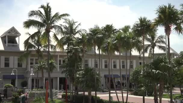 Palm Trees Buildings — Stock Video