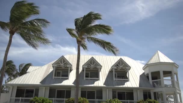 Top Building Palm Trees — Stockvideo