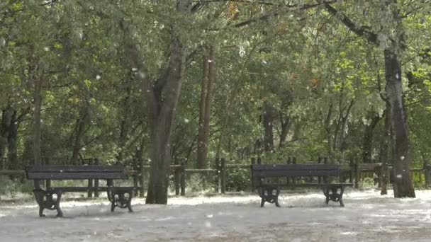 Peluches Peuplier Dans Parc — Video