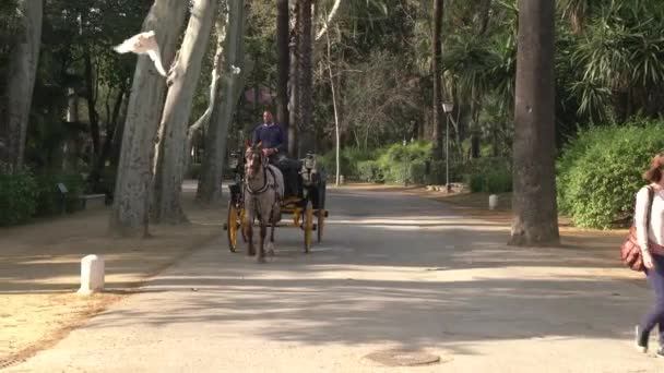 公園内の馬車 — ストック動画