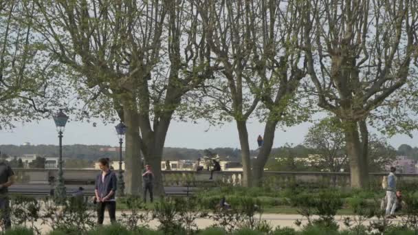 Bomen Een Park — Stockvideo