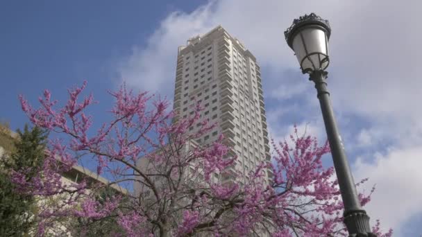 Niedriger Winkel Eines Blühenden Baumes Und Eines Turms — Stockvideo
