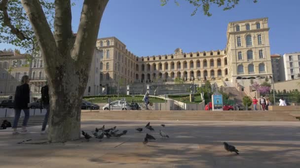 Palomas Comiendo Por Tronco Árbol — Vídeos de Stock