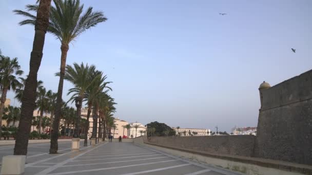 Palmen Entlang Der Promenade — Stockvideo