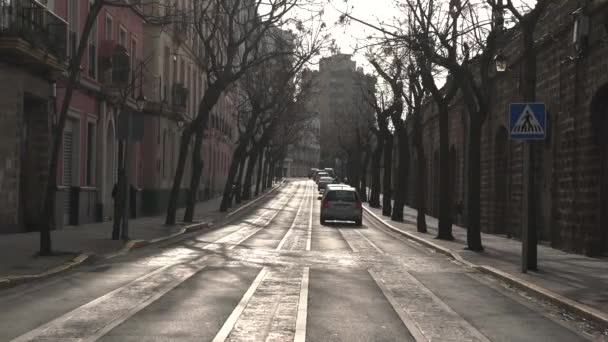 一条没有叶子的树的街道 — 图库视频影像