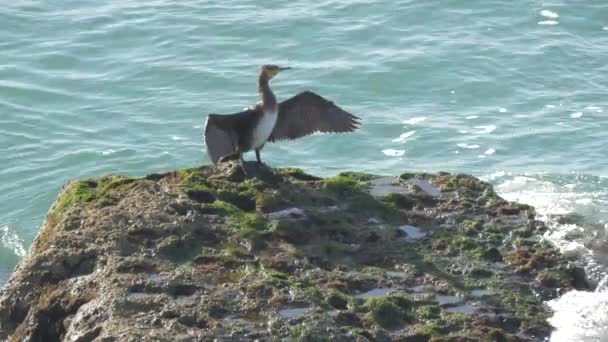 在海中岩石上的鸟的近身 — 图库视频影像